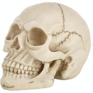 Skull Head Hallowmas Prop Gadget Display  Afmetingen: 19 (L) x 13 (B) x 14 cm (H) (Wit)