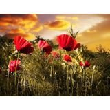 Papermoon Fototapete »Blumenwiese«