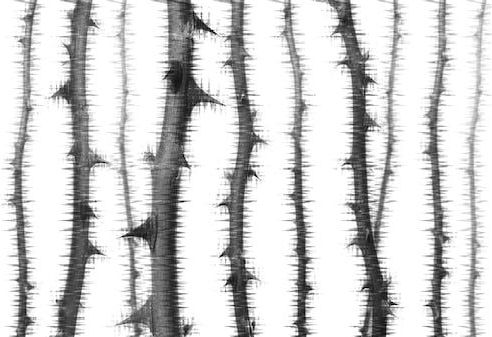 Architects Paper Fototapete »Atelier 47 Blurred Thorns 2«, floral, Vlies, Wand, Schräge, Decke