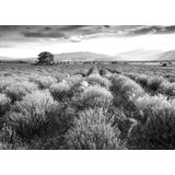 Papermoon Fototapete »Landschaft schwarz & weiß«