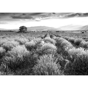 Papermoon Fototapete »Landschaft schwarz & weiß«