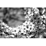 Papermoon Fototapete »Blumen Schwarz & Weiß«