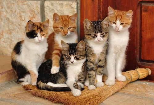 Papermoon Fototapete »Süße katzen«