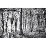 Papermoon Fototapete »Wald Schwarz & Weiß«