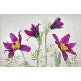 Papermoon Fototapete »Photo-Art MANDY DISHER, PULSATILLA«