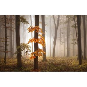 Papermoon Fototapete »Photo-Art NICOLAS SCHUMACHER, IM NOVEMBER«