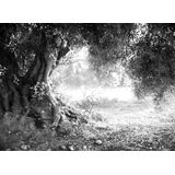 Papermoon Fototapete »Wald Schwarz & Weiß«