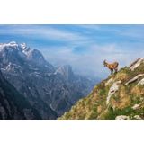 Papermoon Fototapete »Photo-Art ALES KRIVEC, ALPINE IBEX IN DEN BERGEN«