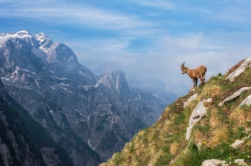 Papermoon Fototapete »Photo-Art ALES KRIVEC, ALPINE IBEX IN DEN BERGEN«