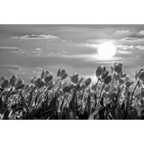 Papermoon Fototapete »Blumen Schwarz & Weiß«