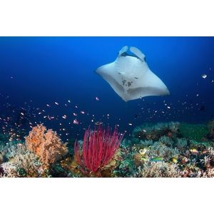 Papermoon Fototapete »Photo-Art BARATHIEU GABRIEL, OCEAN MANTA RAY AUF DEM RIFF«