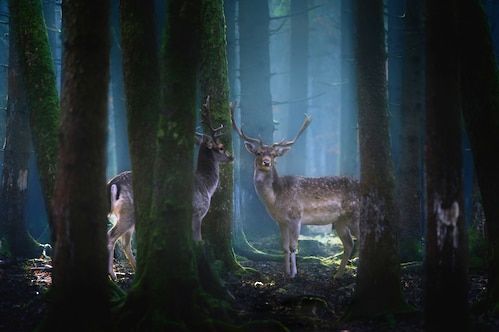 Papermoon Fototapete »Photo-Art PATRICK AUREDNIK, REHE«