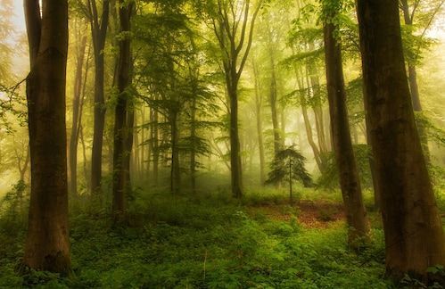 Papermoon Fototapete »Photo-Art LEIF LONDAL, DER KLEINE BAUM«
