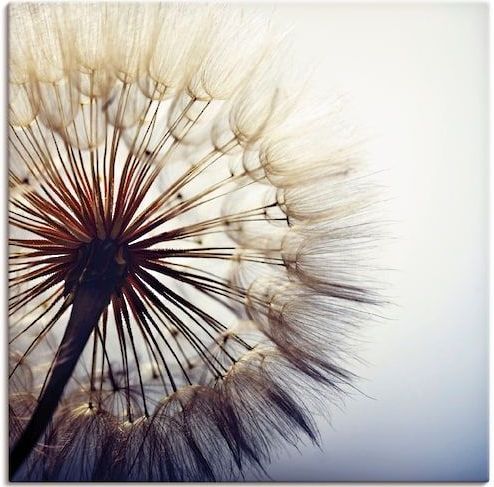 Artland Wandbild »Große Pusteblume«, Blumen, (1 St.), als Alubild, Outdoorbild, Leinwandbild, Poster, Wandaufkleber