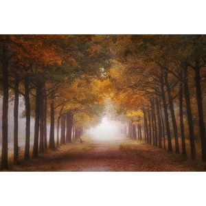 Papermoon Fototapete »Photo-Art SASKIA DINGEMANS, NEBELIGER HERBSTRAUM«