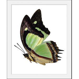 queence Bild »Charly«, Schmetterlinge-Kunst-Insekten-historische Ereignisse, (1 St.), HD Premium Poster-Druck inkl. Holzrahmen