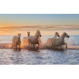 Papermoon Fototapete »Photo-Art ANTONI FIGUERAS BARRANCO, CAMARGUE-PFERDE II«