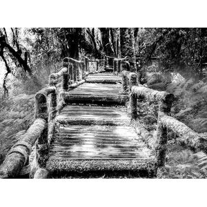 Papermoon Fototapete »Waldbrücke Schwarz & Weiß«