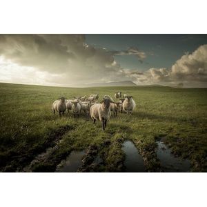 Papermoon Fototapete »Photo-Art DAVID AHERN, SCHAF«
