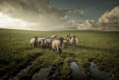 Papermoon Fototapete »Photo-Art DAVID AHERN, SCHAF«