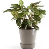 ECOPOTS Topfuntersetzer »mit Rollen 60 Taupe«, für innen und außen: frostsicher, bruchsicher und lichtbeständig