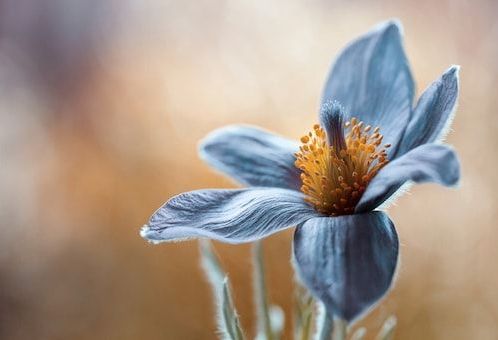 Papermoon Fototapete »Photo-Art MANDY DISHER, PASQUE«