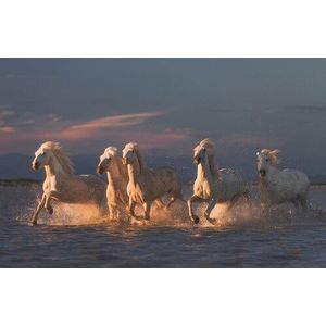 Papermoon Fototapete »Photo-Art ROSTOVSKIY ANTON, CAMARGUE-PFERDE AUF SONNENUNTERGANG«