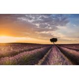 Papermoon Fototapete »Photo-Art FRAN ROS, ZIEL-LAVENDEL«