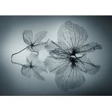 Papermoon Fototapete »Photo-Art SHIHYA KOWATARI, EIGNERISCHE SCHÖNHEIT«