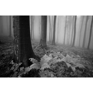 Papermoon Fototapete »Wald Schwarz & Weiß«
