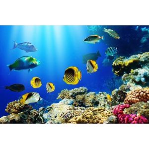 Papermoon Fototapete »UNTERWASSER-WELT-FISCHE KORALLE SEE MEER TIERE OZEAN«