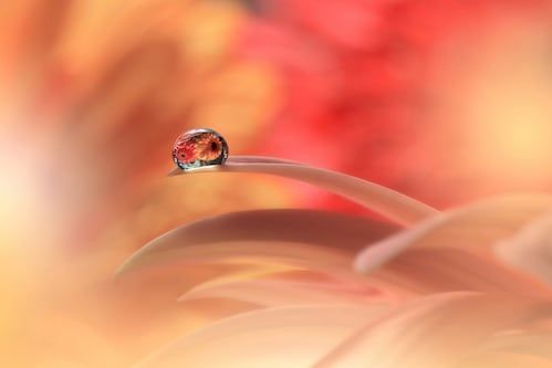 Papermoon Fototapete »Zen Wassertropfen mit Blume Makro«