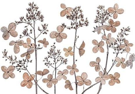 Papermoon Fototapete »Photo-Art MANDY DISHER, HORTENSIE-PANIKULATA«