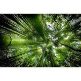 Papermoon Fototapete »Photo-Art DAVID ROS, ARASHIYAMA«