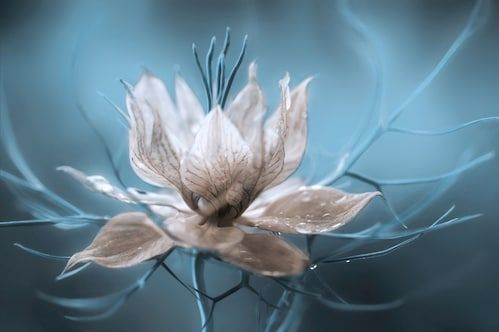 Papermoon Fototapete »Photo-Art MANDY DISHER, NIGELLA, BLUMENBLÜTE TÜRKIS«