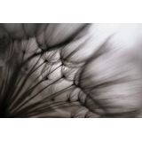 Papermoon Fototapete »Photo-Art KEREN OR, PUSTEBLUME DURCHSCHEINEND«