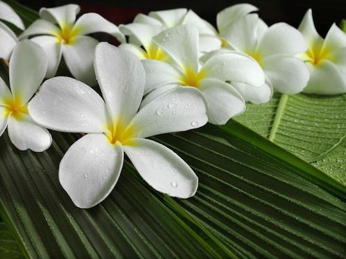 Papermoon Fototapete »Blumen«