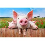 Papermoon Fototapete »Schweine in Blumenwiese«