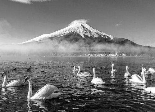 Papermoon Fototapete »Mount Fuji mit Schwänen Schwarz & Weiß«
