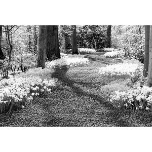Papermoon Fototapete »Wald Schwarz & Weiß«