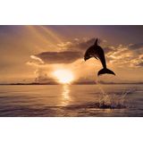 Papermoon Fototapete »Springender Delphin«