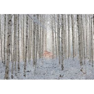 Papermoon Fototapete »Photo-Art HAN DONG HEE, WEISS«