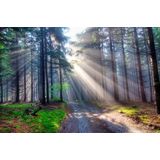 Papermoon Fototapete »Waldweg«