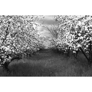 Papermoon Fototapete »Baumplantage Schwarz & Weiß«
