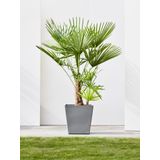 ECOPOTS Blumentopf »Rotterdam mit Rollen 50 Grau«, für innen und außen: frostsicher, bruchsicher und lichtbeständig