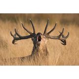 Papermoon Fototapete »Photo-Art KUTUB UDDIN, BRUNSTSCHREI HIRSCH«