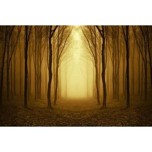 Papermoon Fototapete »Nebliger Waldweg«