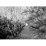 Papermoon Fototapete »Waldweg Schwarz & Weiß«