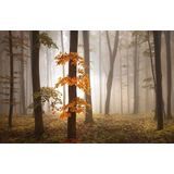Papermoon Fototapete »Photo-Art NICOLAS SCHUMACHER, IM NOVEMBER«