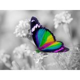 Papermoon Fototapete »Bunter Schmetterling auf weißen Blumen«